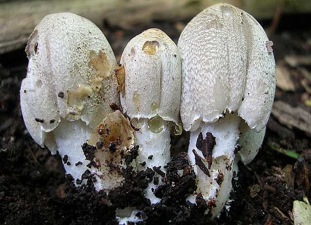 2005 :  Un anno di funghi